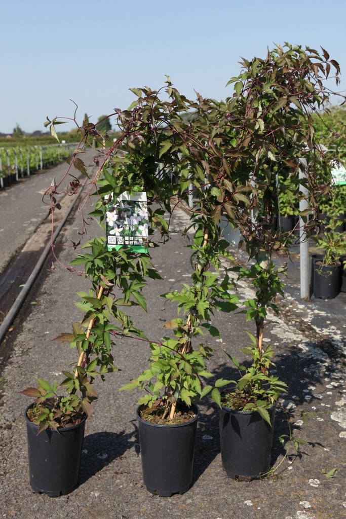 Clematis montana 'Rubens' cont. 3L high 80-100 cm +p