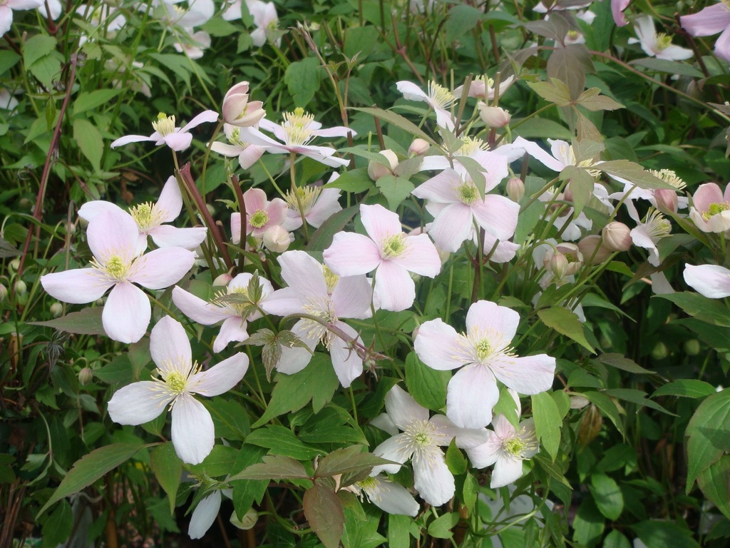 Clematis montana 'Rubens' cont. 3L high 80-100 cm +p