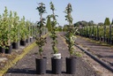 Clematis montana 'Rubens' cont. 3L high 80-100 cm +ф