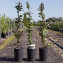 Clematis montana 'Rubens' cont. 3L high 80-100 cm +p