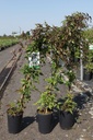 Clematis montana 'Rubens' cont. 3L high 80-100 cm +p