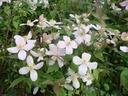 Clematis montana 'Rubens' cont. 3L high 80-100 cm +p