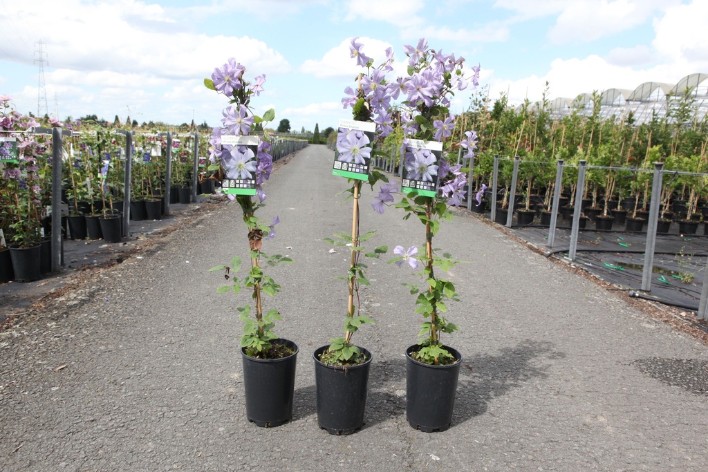 Clematis 'Prince Charles' cont. 3L high 80-100 cm +p