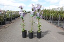 Clematis 'Prince Charles' cont. 3L high 80-100 cm +p