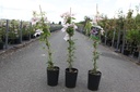 Clematis 'Pink Fantasy' cont. 3L haut 80-100 cm +p