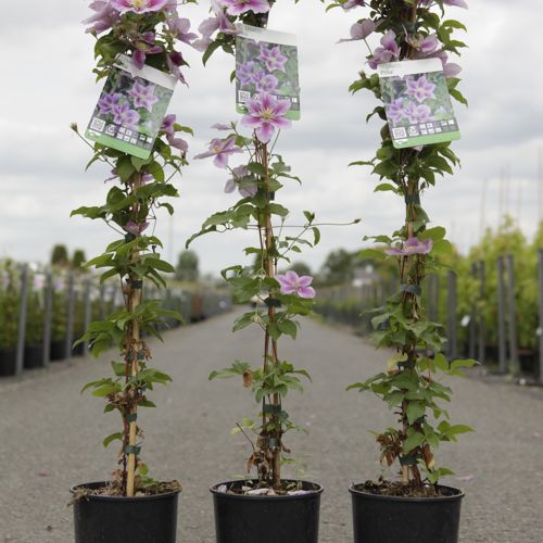 [P] Clematis 'Piilu' cont. 3L haut 80-100 cm +p