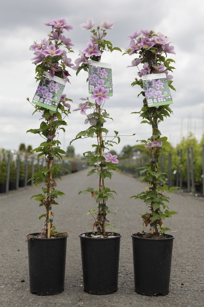 Clematis 'Piilu' cont. 3L high 80-100 cm +ф