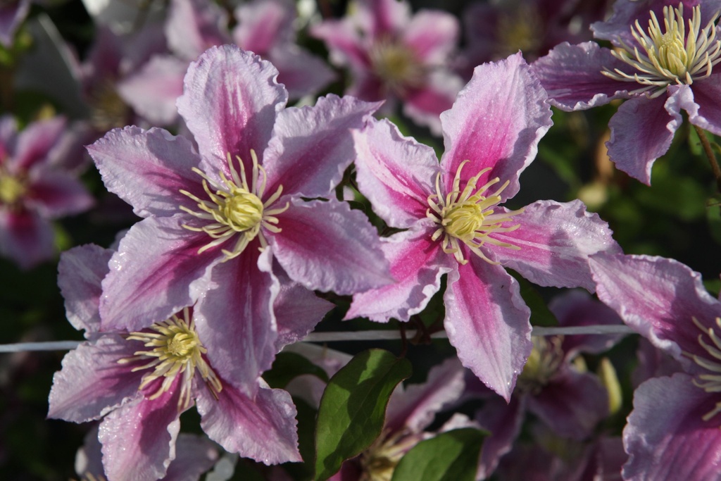 [P] Clematis 'Piilu' cont. 3L high 80-100 cm +ф