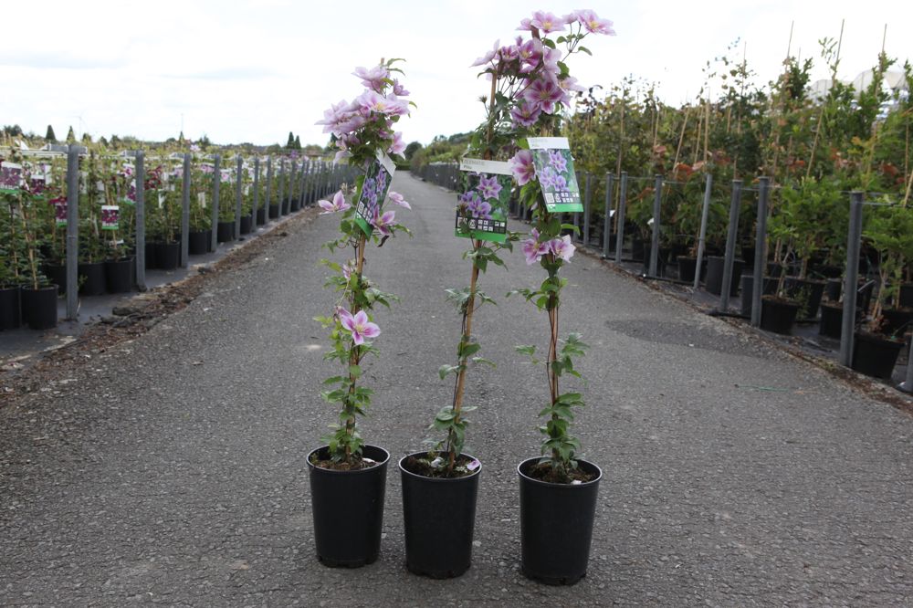 Clematis 'Piilu' cont. 3L high 80-100 cm +p