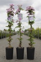 Clematis 'Piilu' cont. 3L high 80-100 cm +ф