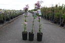 Clematis 'Piilu' cont. 3L high 80-100 cm +ф