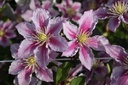 Clematis 'Piilu' cont. 3L hoog 80-100 cm +f