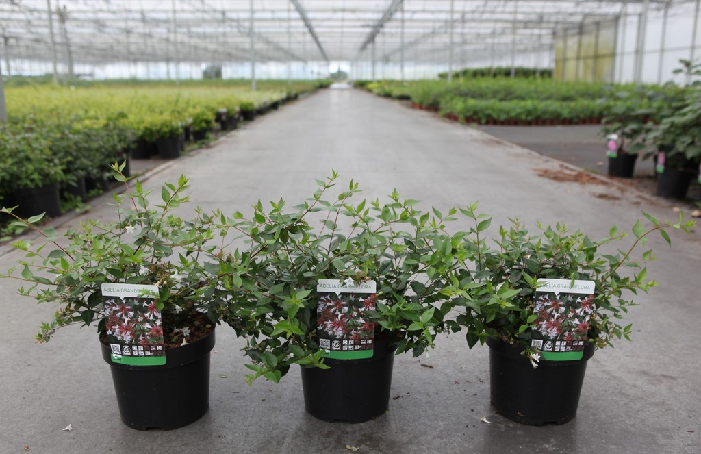 [P] Abelia grandiflora cont. 3,6L 30/+ cm +p