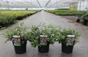 Abelia grandiflora cont. 3,6L 30/+ cm +p