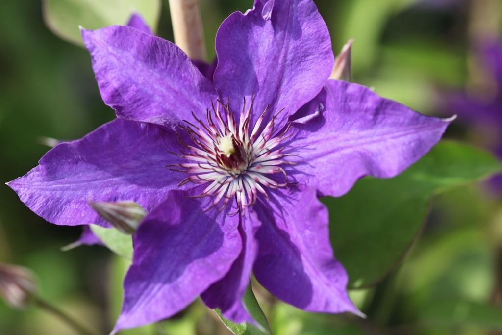[P] Clematis 'The President' cont. 3L high 80-100 cm +p