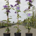 Clematis 'The President' cont. 3L high 80-100 cm +p