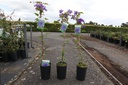 Clematis 'The President' cont. 3L high 80-100 cm +p