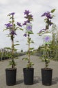 Clematis 'The President' cont. 3L high 80-100 cm +p
