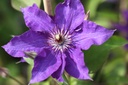 Clematis 'The President' cont. 3L hoog 80-100 cm +f