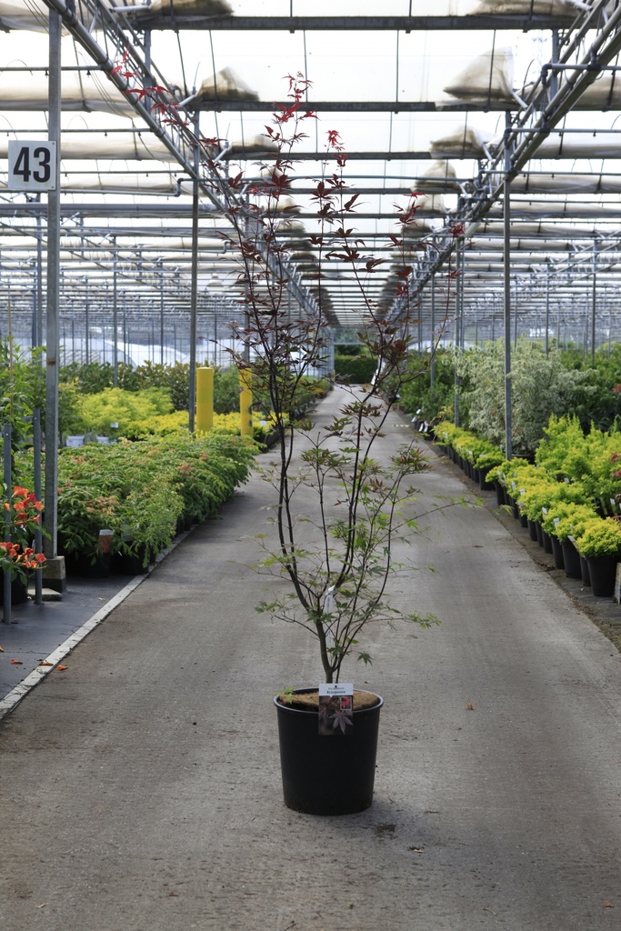 Acer palmatum 'Bloodgood' Kont. 18L 100-125 cm +B