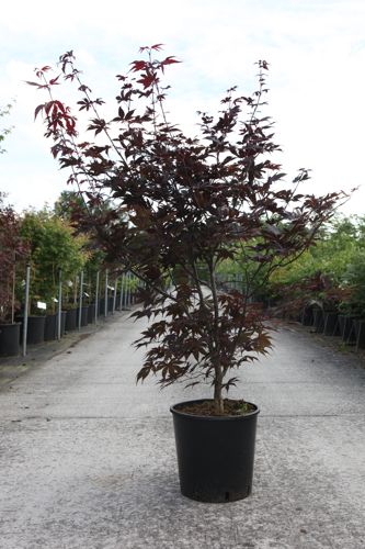 [P] Acer palmatum 'Bloodgood' cont. 18L 100-125 cm +p