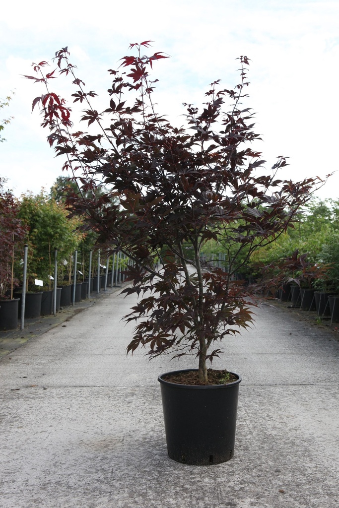 [P] Acer palmatum 'Bloodgood' cont. 18L 100-125 cm +p