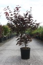 Acer palmatum 'Bloodgood' cont. 18L 100-125 cm +ф
