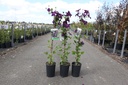 Clematis 'Rasputin' cont. 3L high 80-100 cm +ф