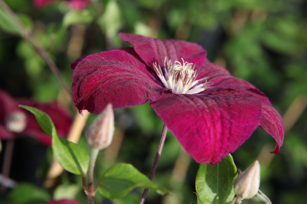 Clematis 'Rouge Cardinal' cont. 2L high 60-80 cm +ф