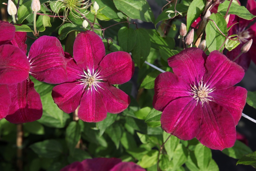 [P] Clematis 'Rouge Cardinal' cont. 3L high 80-100 cm +p