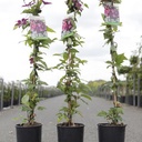 Clematis 'Rouge Cardinal' cont. 3L high 80-100 cm +p