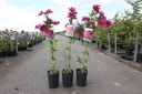 Clematis 'Rüütel' cont. 3L high 80-100 cm +p