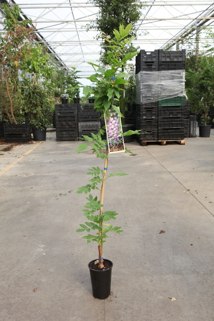 Wisteria formosa 'Issai (syn. Domino)' cont. 2L hoog 100-125 cm (blauw) +f