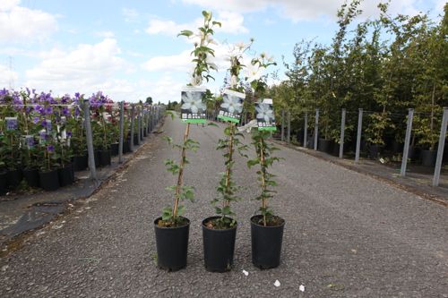 Clematis 'Shirayukihime' cont. 3L high 80-100 cm +p