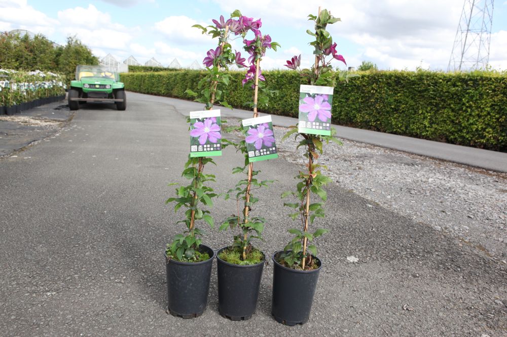 Clematis 'Sunset' cont. 3L high 80-100 cm +p