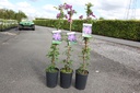 Clematis 'Sunset' cont. 3L high 80-100 cm +p
