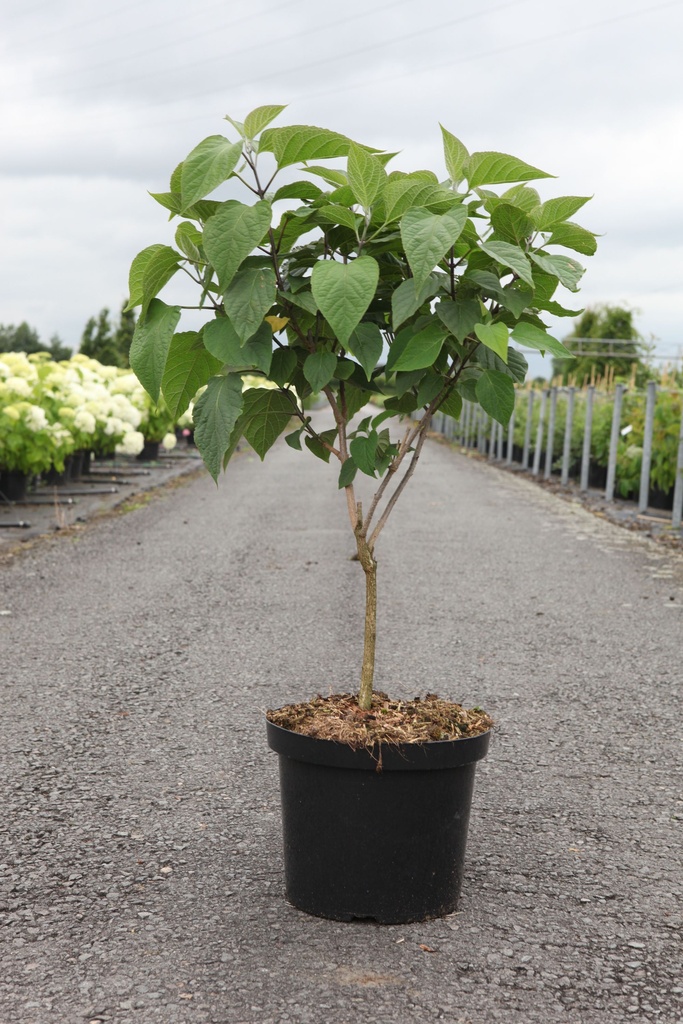 Clerodendrum trichotomum cont. 12L 100/+ cm +ф