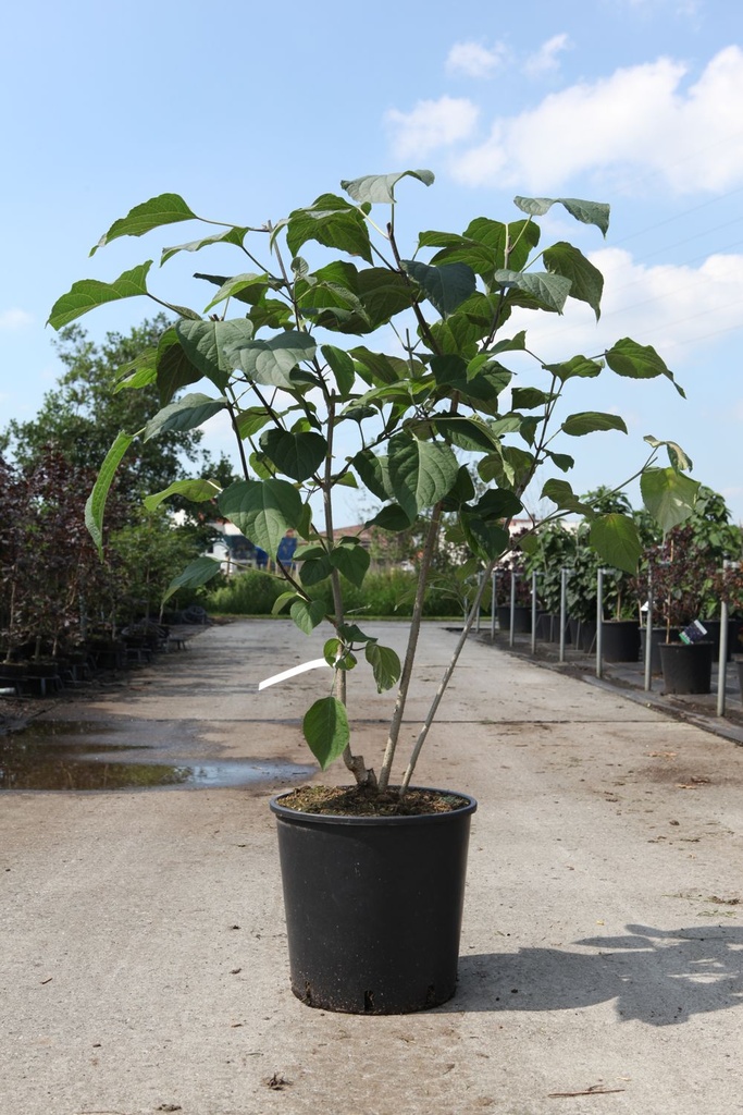 Clerodendrum trichotomum cont. 18L 125-150 cm +p