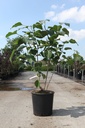 Clerodendrum trichotomum cont. 18L 125-150 cm +p