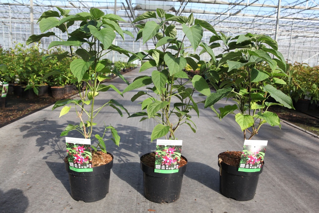 Clerodendrum trichotomum cont. 3,6L 40-50 cm +B