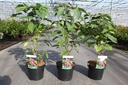 Clerodendrum trichotomum cont. 3,6L 40-50 cm +f