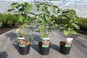 Clerodendrum trichotomum cont. 3,6L 40-50 cm +p