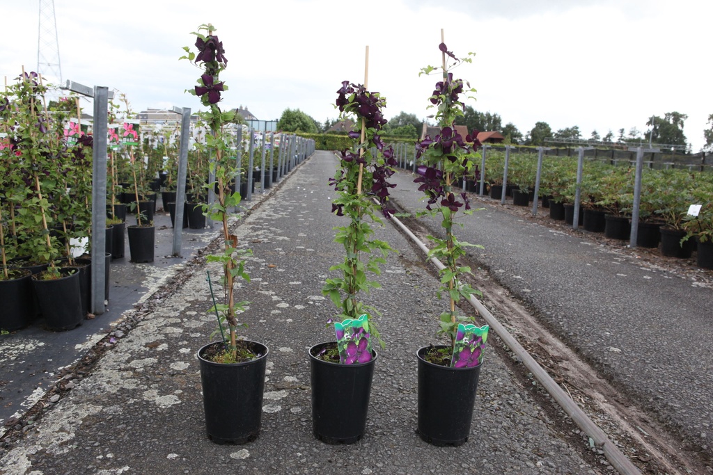 Clematis viticella 'Dark Eyes' cont. 3L high 80-100 cm +ф