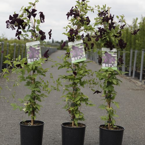 [P] Clematis viticella 'Dark Eyes' cont. 3L high 80-100 cm +p