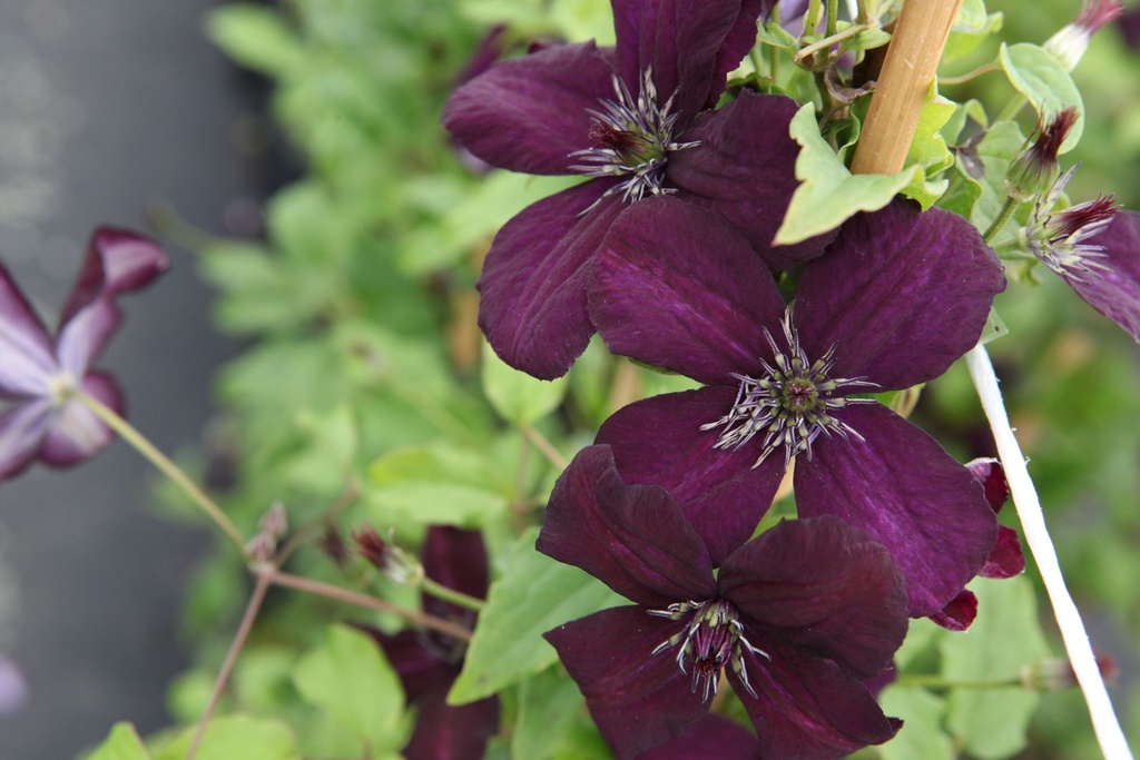 [P] Clematis viticella 'Dark Eyes' cont. 3L high 80-100 cm +p