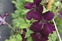 Clematis viticella 'Dark Eyes' cont. 3L hoog 80-100 cm +f