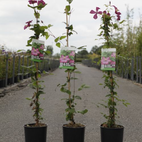[P] Clematis 'Ville de Lyon' cont. 3L haut 80-100 cm +p