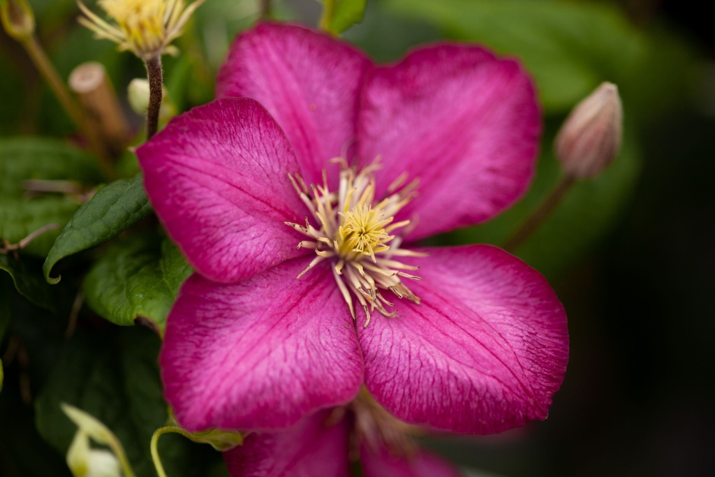 [P] Clematis 'Ville de Lyon' cont. 3L high 80-100 cm +p