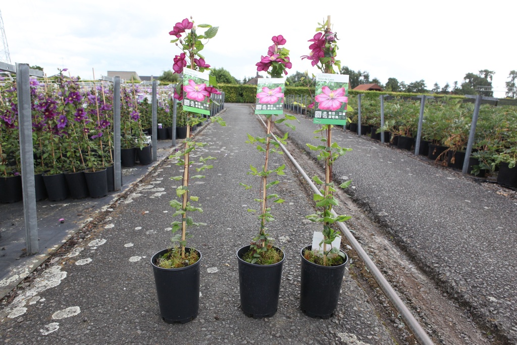 Clematis 'Ville de Lyon' cont. 3L hoch 80-100 cm +B