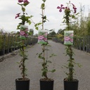Clematis 'Ville de Lyon' cont. 3L high 80-100 cm +ф